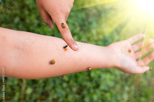 Lady bug on hand. Ladybugs with sunshine. © Serjik Ahkhundov