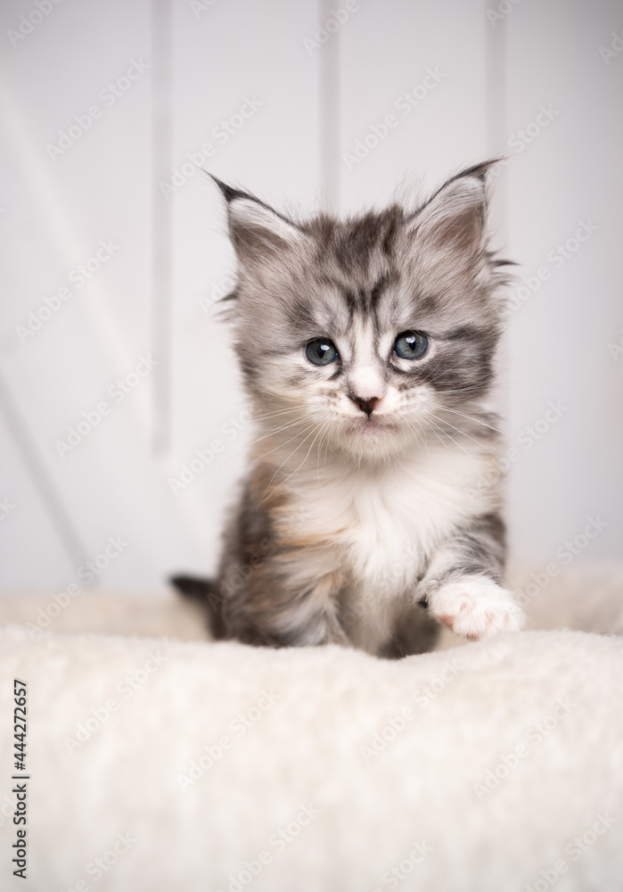 cute 8 week old black silver torbie white maine coon kitten portrait with copy space