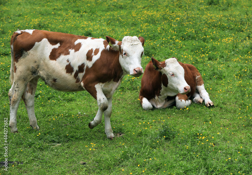 Rinder auf der Alm © rubrafoto