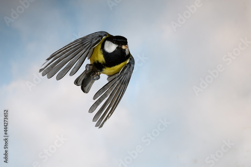 bird in flight © Karin Dederichs
