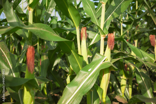 Close up in  natural colors: crops of maize on a plantation in countryside. Cornears and red brown husks in sunlight. Green food industry wallpaper for design. photo