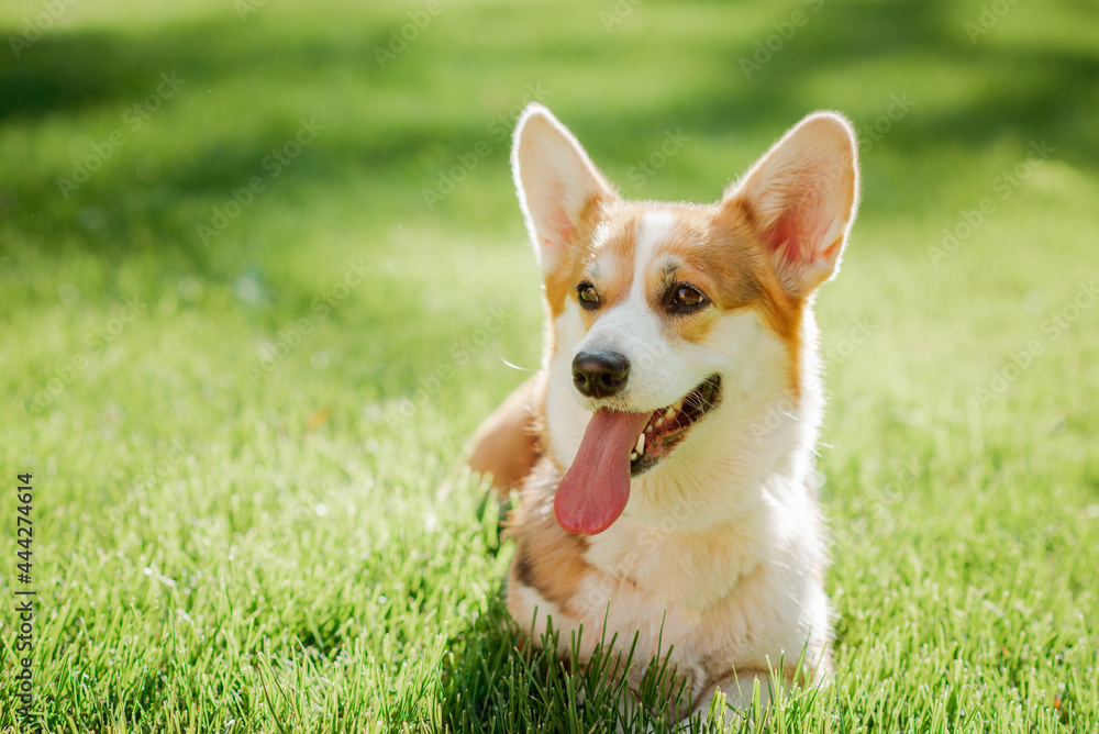 Portrait of a dog corgi breed on a background of green grass on a sunny day in summer Portrait of a dog corgi breed on a background of green grass on a sunny day in summer