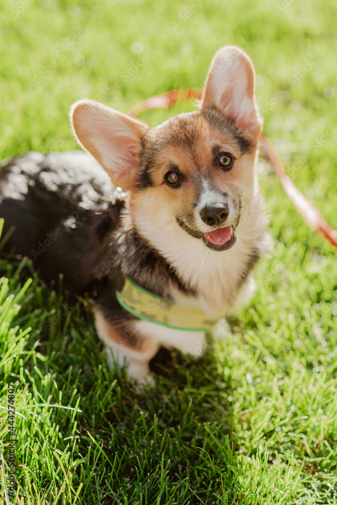 Portrait of a corgi puppy in summer on a background of grass on a sunny day Portrait of a corgi puppy in summer on a background of grass on a sunny day