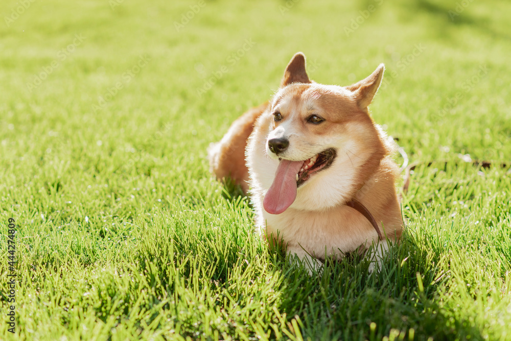 Portrait of a dog of the Corgi breed on a background of green grass on a sunny day in the park