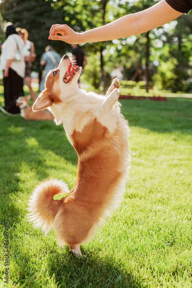 Training a Corgi dog that performs the command to stand on two legs on a sunny day Training a Corgi dog that performs the command to stand on two legs on a sunny day
