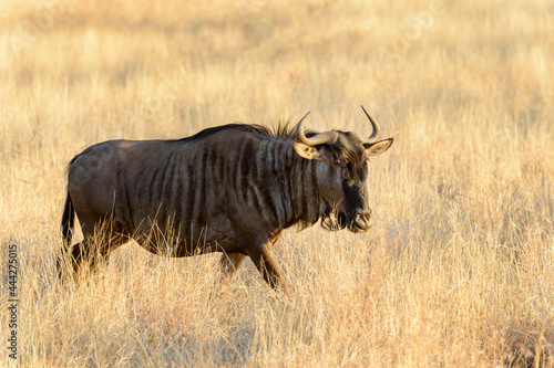 Fototapeta Naklejka Na Ścianę i Meble -  Blue Wildebeest (Connochaetes taurinus) walking in dry grassland, Kruger National Park, South Africa