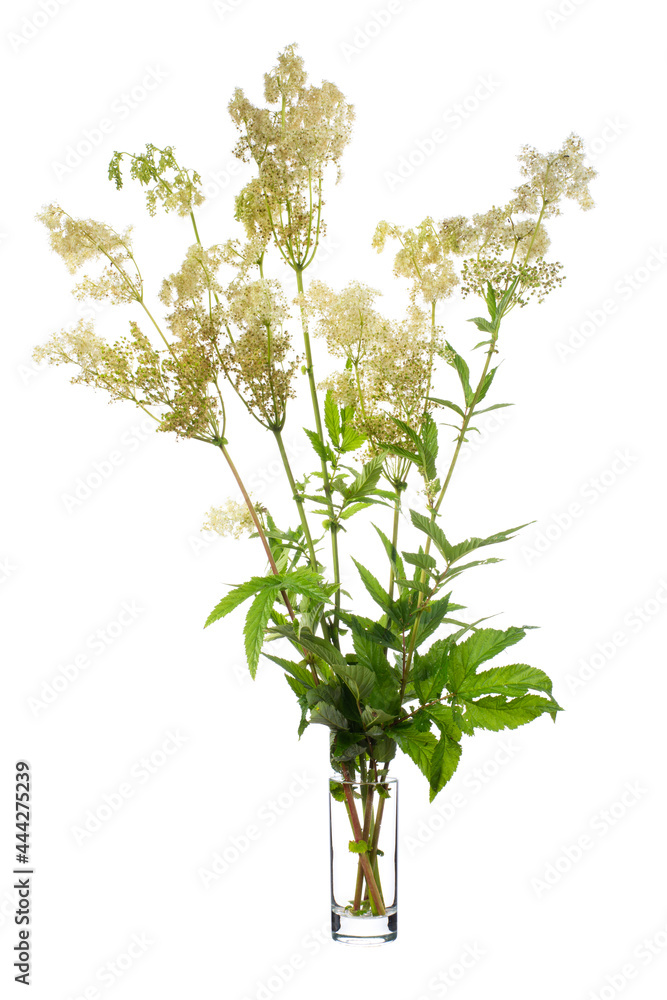 Filipendula ulmaria (meadowsweet or mead wort) in a glass vessel on a white background Filipendula ulmaria (meadowsweet or mead wort) in a glass vessel on a white background