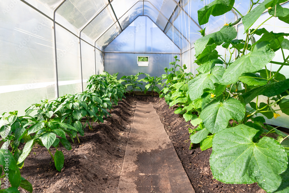 Young plant cucumber and bell pepper with bright green leaves in a greenhouse in the village. Hot sunny summer day. Selective focus. Overall plan Young plant cucumber and bell pepper with bright green leaves in a greenhouse in the village. Hot sunny summer day. Selective focus. Overall plan