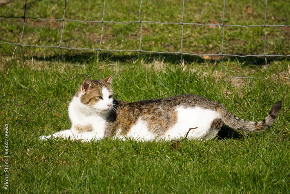beautiful cat is lying in the garden at the fence