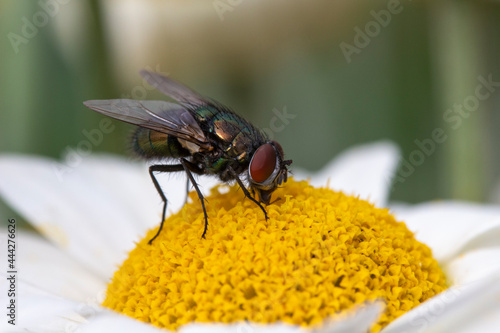 Green bottle fly (Lucilia sericata)Anthemis tinctoria ‘E.C.Buxton’ © chillingworths