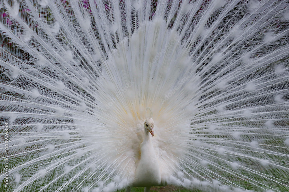 Close up portrait of white albino peacock with its splendid open tail and beautiful feathers in Isola Bella botanical garden, Lake Maggiore, Italy, Europe
