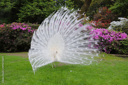 White peacock with its splendid open tail and beautiful feathers in the botanical garden of Isola Bella, Lake Maggiore Italy Europe. In the background there are bushes of rhododendron(azalea) in bloom