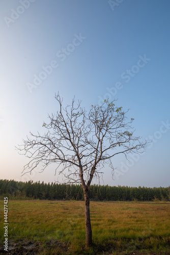 tree in the field