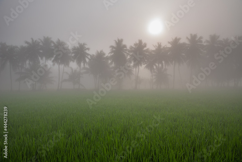 morning fog in the field