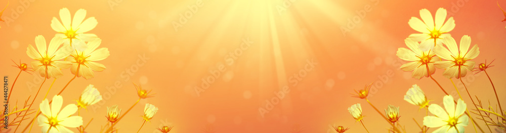 Colorful cosmos flowers on a background of summer landscape. Colorful cosmos flowers on a background of summer landscape.