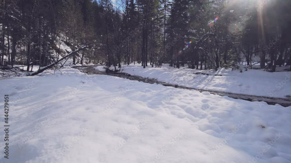 snow covered trees snow covered trees