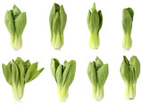 Collection of bok choy vegetable (chinese cabbage) isolated on white background
