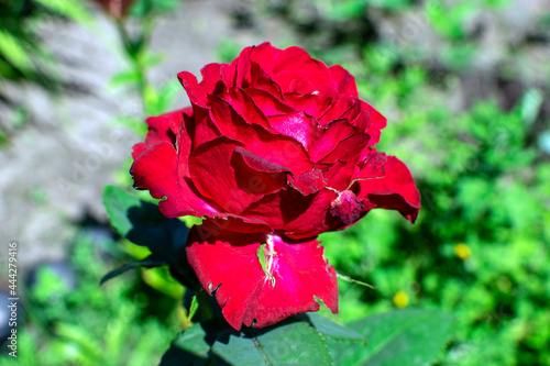 red rose in the garden