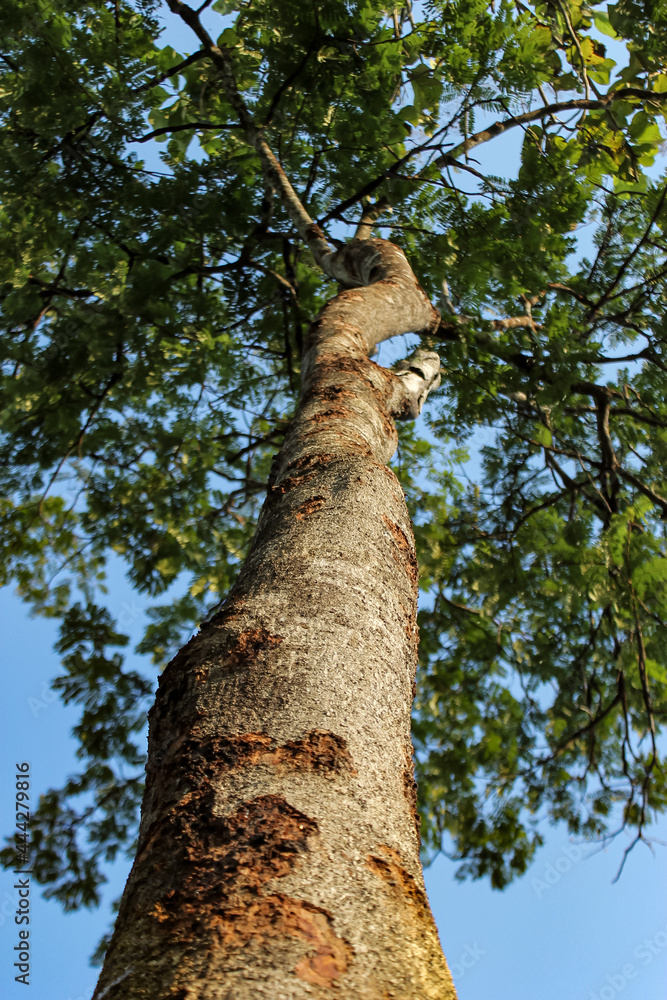 Fototapeta premium tree in the forest