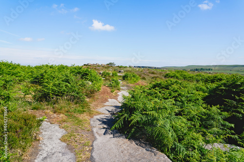 Eroded gritstone form stepping stones through the ferns on Basloe Edge