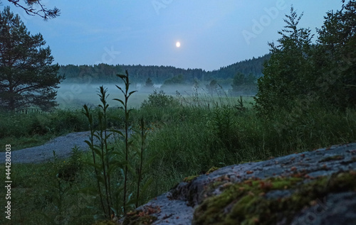 summer landscape with fog and moon over the forest field