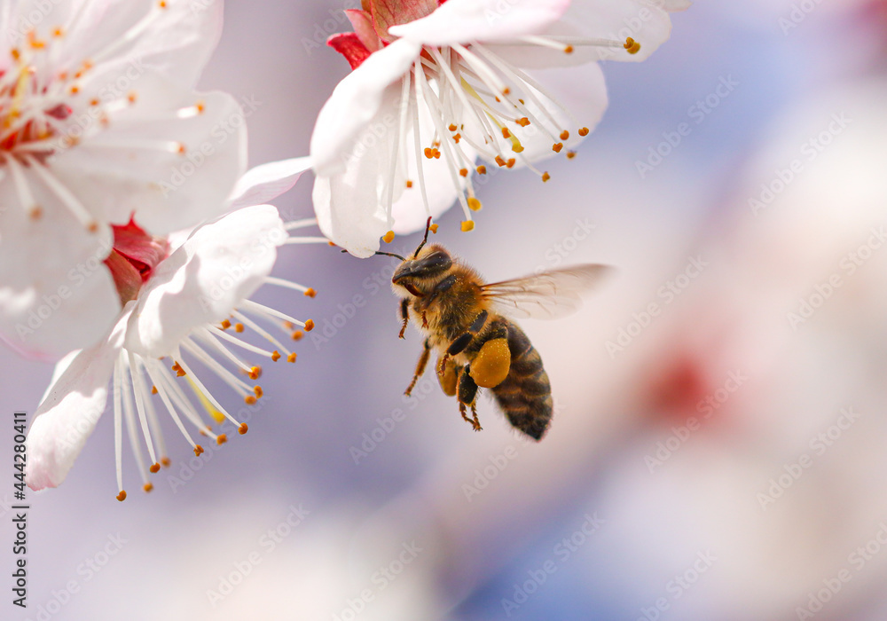 A bee in flight on an apricot flower. - obrazy, fototapety, plakaty 