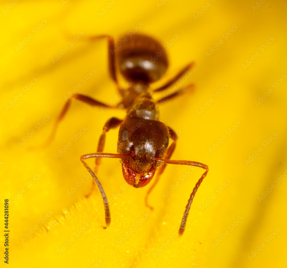 Close-up of an ant on a yellow flower in nature. Close-up of an ant on a yellow flower in nature.