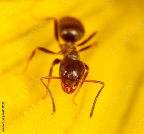 Close-up of an ant on a yellow flower in nature. © schankz