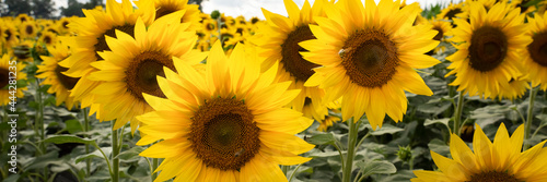 sunflowers in the foreground illuminated by the sun