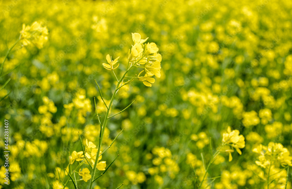 Bright yellow blooming rapeseed field. Simple floral background Bright yellow blooming rapeseed field. Simple floral background