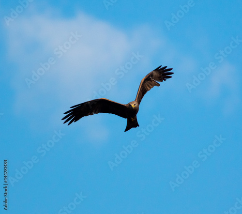 Eagle in flight against the blue sky.