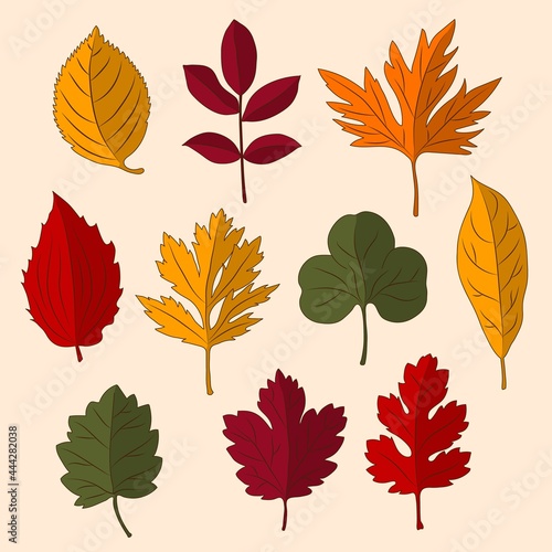 Set of colorful red, green, yellow, orange, burgundy autumn leaves. Isolated. Vector