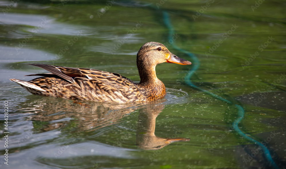 Portrait of a duck floating on the water Portrait of a duck floating on the water