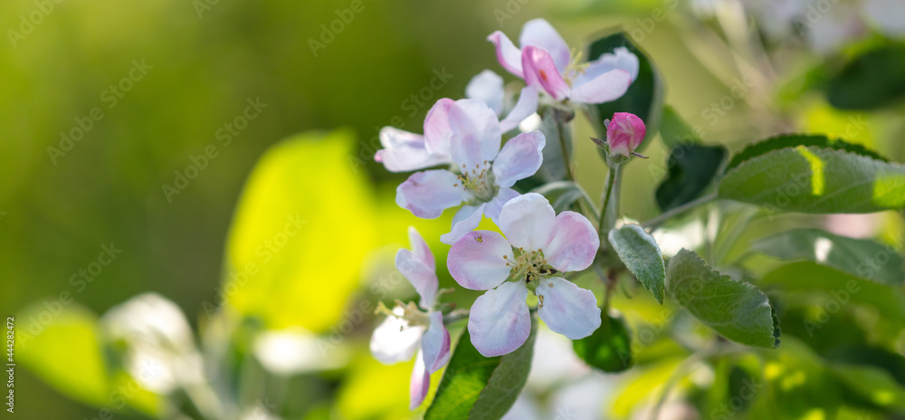Flowers on the branches of an apple tree in spring. Flowers on the branches of an apple tree in spring.