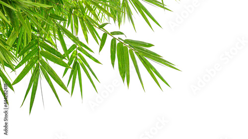 Green bamboo leaves on a white background.with clipping path