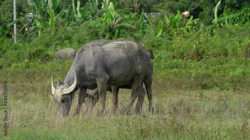 Buffalo eating grass, phuket, thailand Buffalo eating grass, phuket, thailand