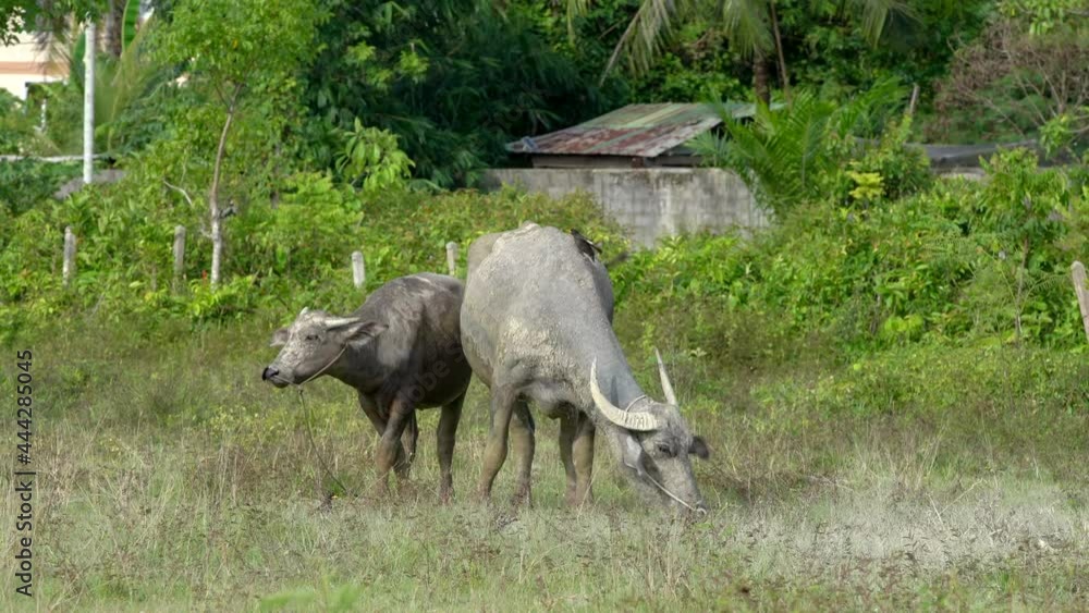 Buffalo eating grass with a baby, phuket, thailand Buffalo eating grass with a baby, phuket, thailand