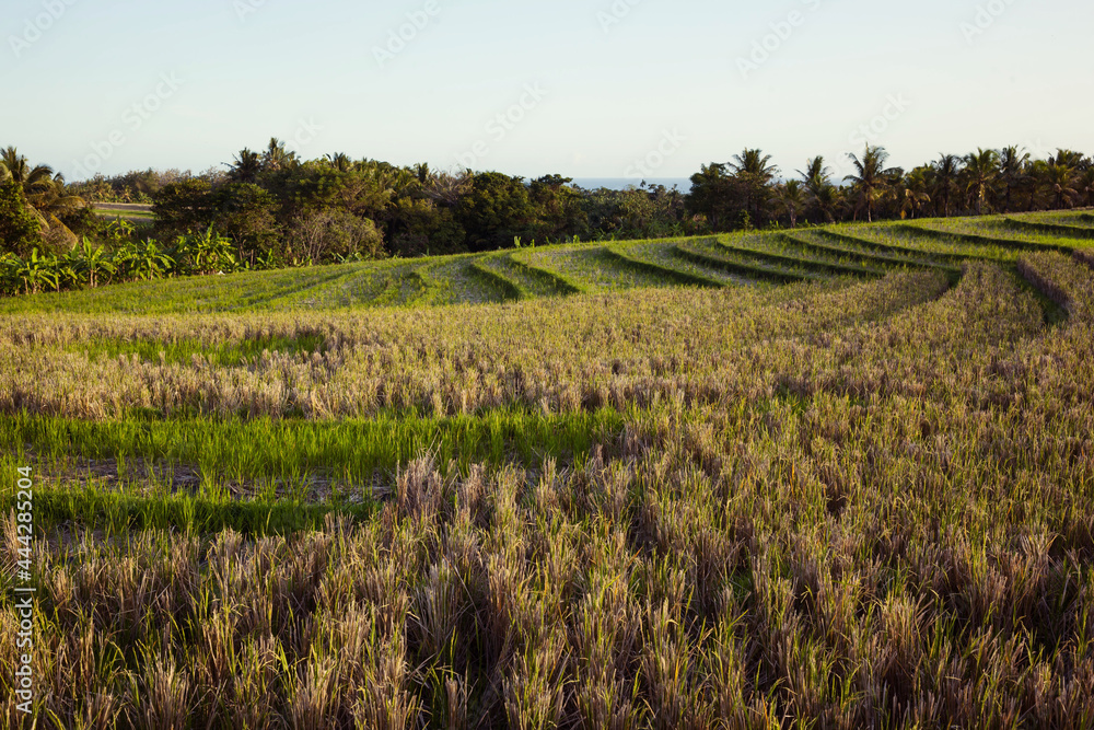 A peaceful rice field in soft evening light. Tranquil rural landscape with green and dry yellow paddy grass. Cultivation of rice and agriculture in Asia.