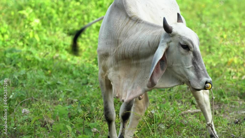 white cow eating grass white cow eating grass