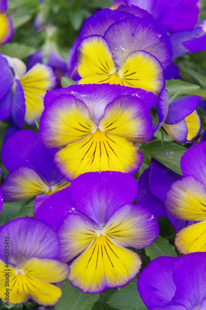 These are the pansies that bloomed in the garden.