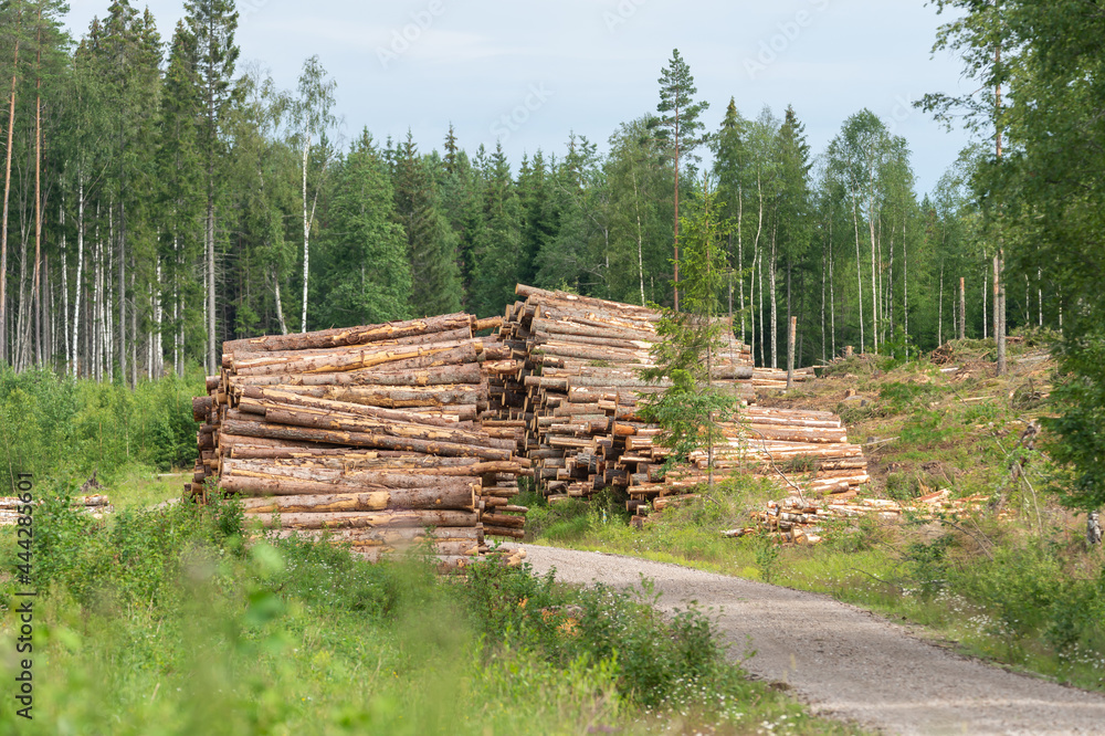 Deforestation, clear felled area in Sweden. Nature photography in summer time. Stack of timber and trunks by the side of the road.