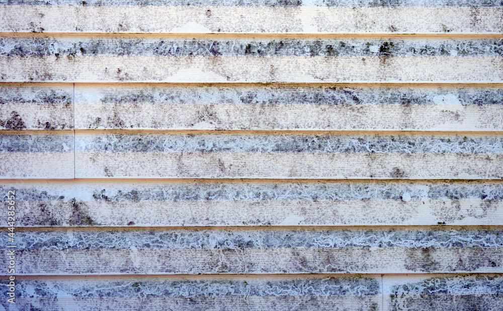 Black mold on vinyl siding on a Missourk home. The north wall is a breeding ground for the unsightly fungi. Black mold on vinyl siding on a Missourk home. The north wall is a breeding ground for the unsightly fungi.