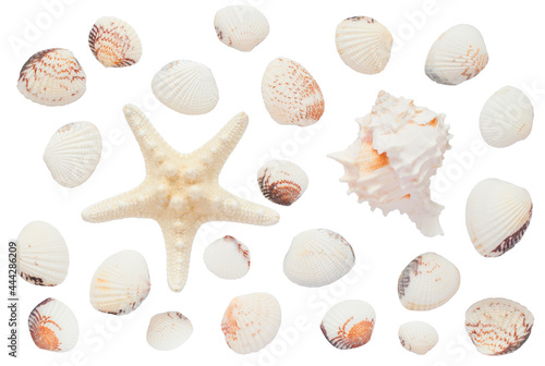 isolated shells, starfish on a white background