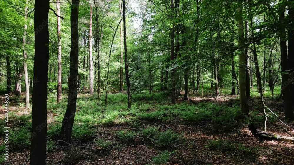 Healthy, green forest in the sunlight Healthy, green forest in the sunlight