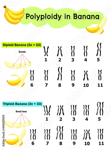 polyploidy in banana  which have three set of chromosome (triploid). photo