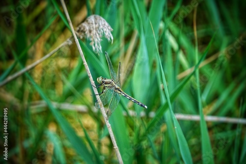 Une libellule posée sur une tige de plante © Cyril PAPOT