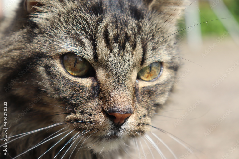 portrait of a cat