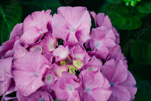 blossoms of a pink hydrangea
