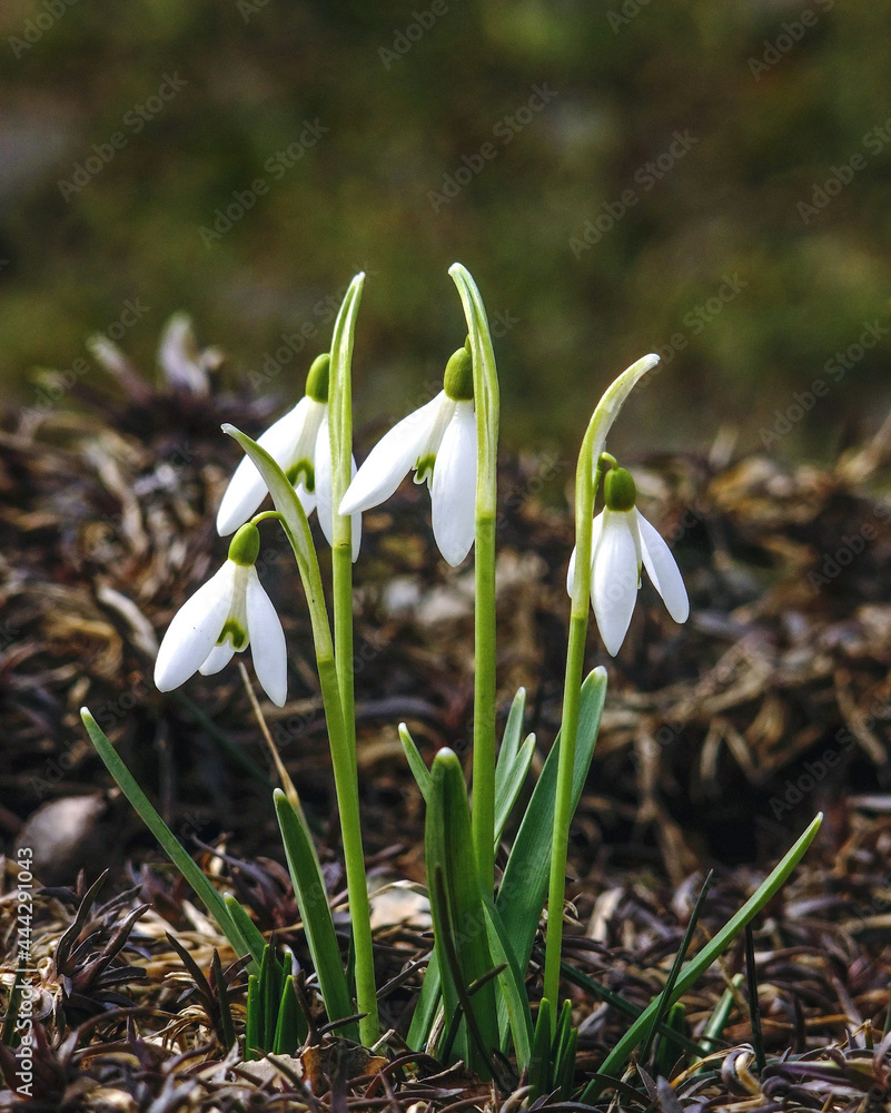 Blooming snowdrops in all their glory. Blooming snowdrops in all their glory.