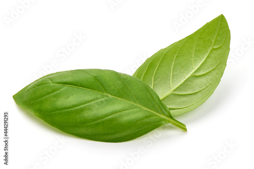Fresh organic basil leaves, close-up, isolated on white background.